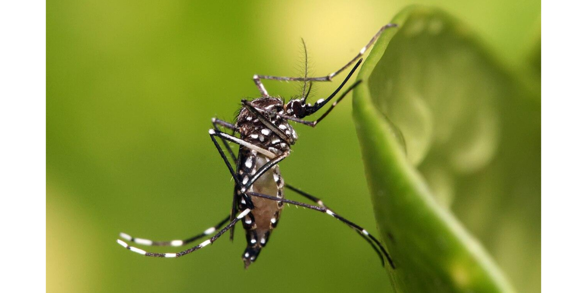 Prefeitura realiza nova etapa do LIRAa para medir infestação do Aedes aegypti