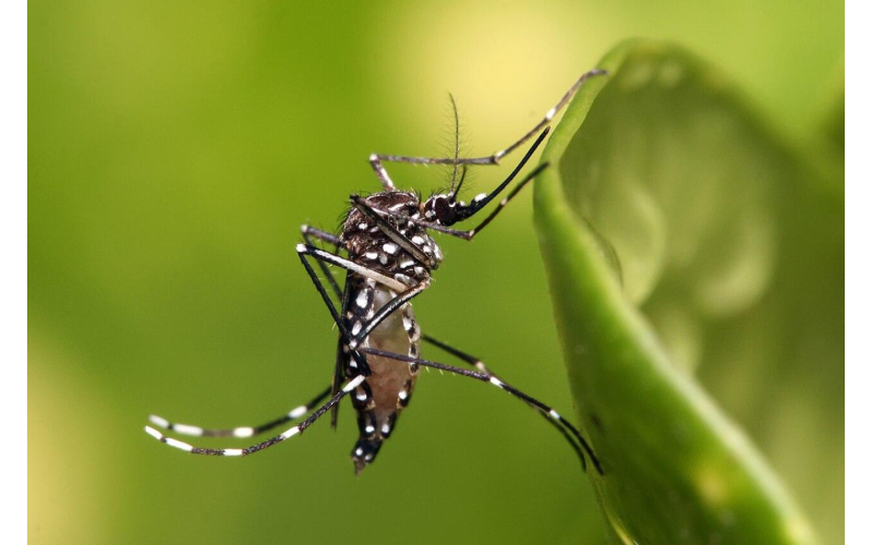 Prefeitura realiza nova etapa do LIRAa para medir infestação do Aedes aegypti
